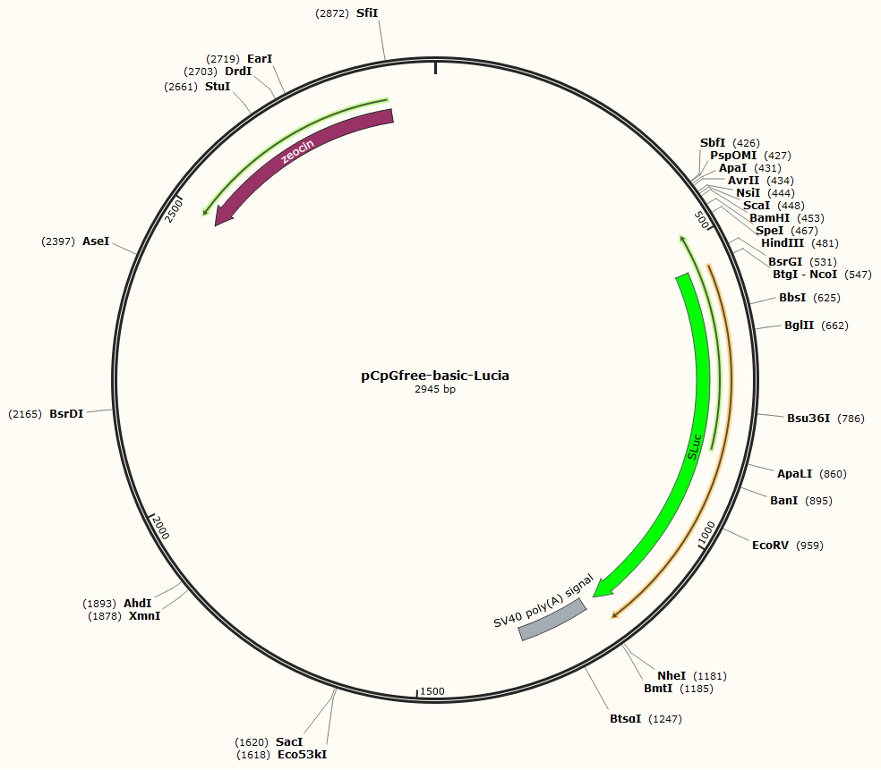pCpGfree-basic-Lucia
