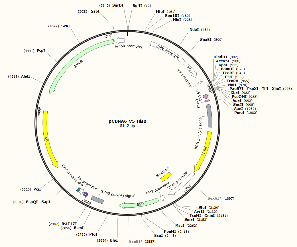 pCDNA6-V5-HisB