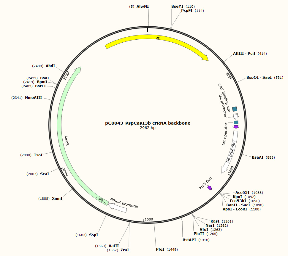   pC0043-PspCas13b crRNA backbone