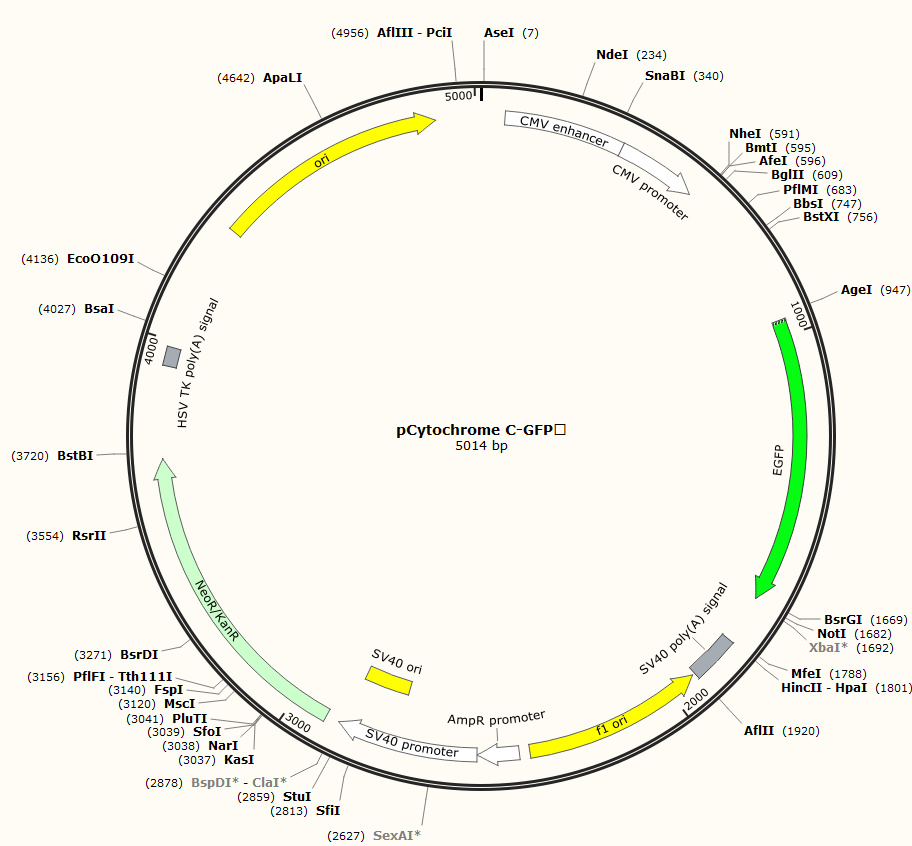 pCytochrome C-GFP