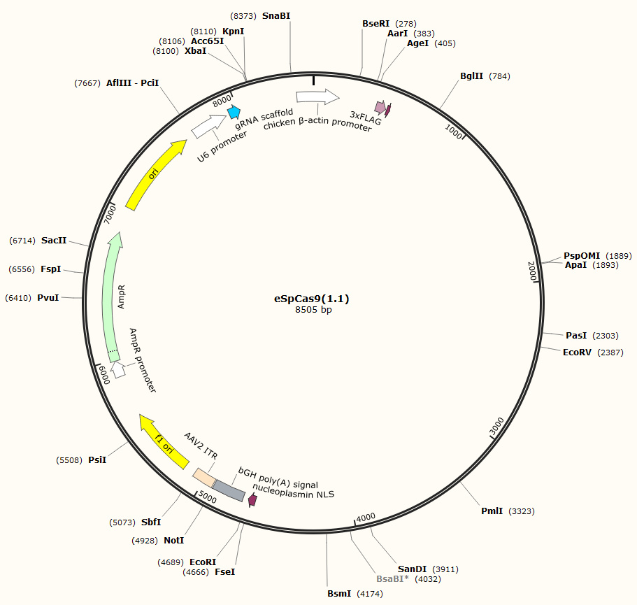 eSpCas9(1.1)