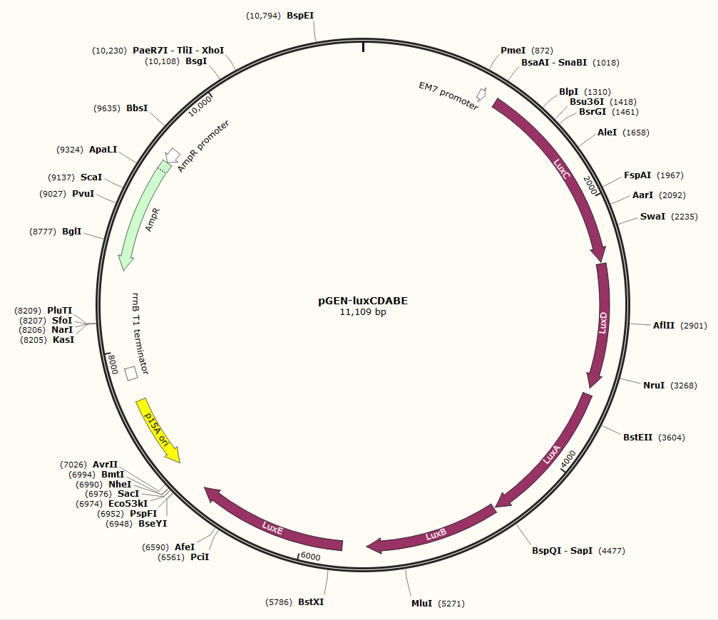 pGEN-luxCDABE