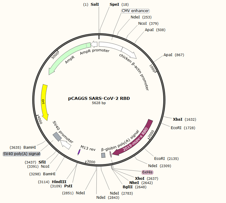 pCAGGS SARS-CoV-2 RBD质粒