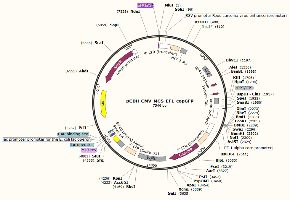 pCDH-CMV-MCS-EF1-copGFP