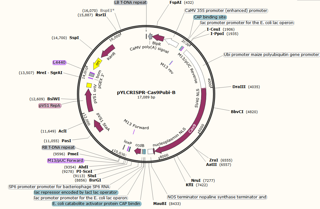 pYLCRISPR/Cas9Pubi-B