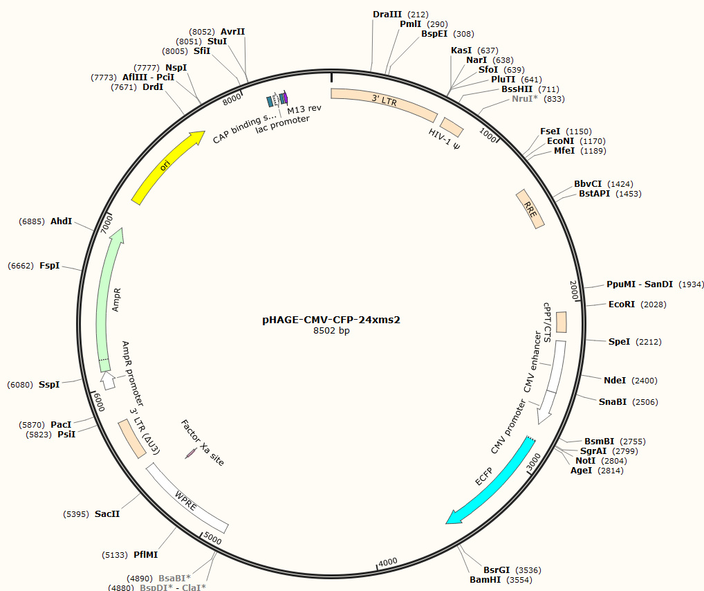 pHAGE-CMV-CFP-24xms2