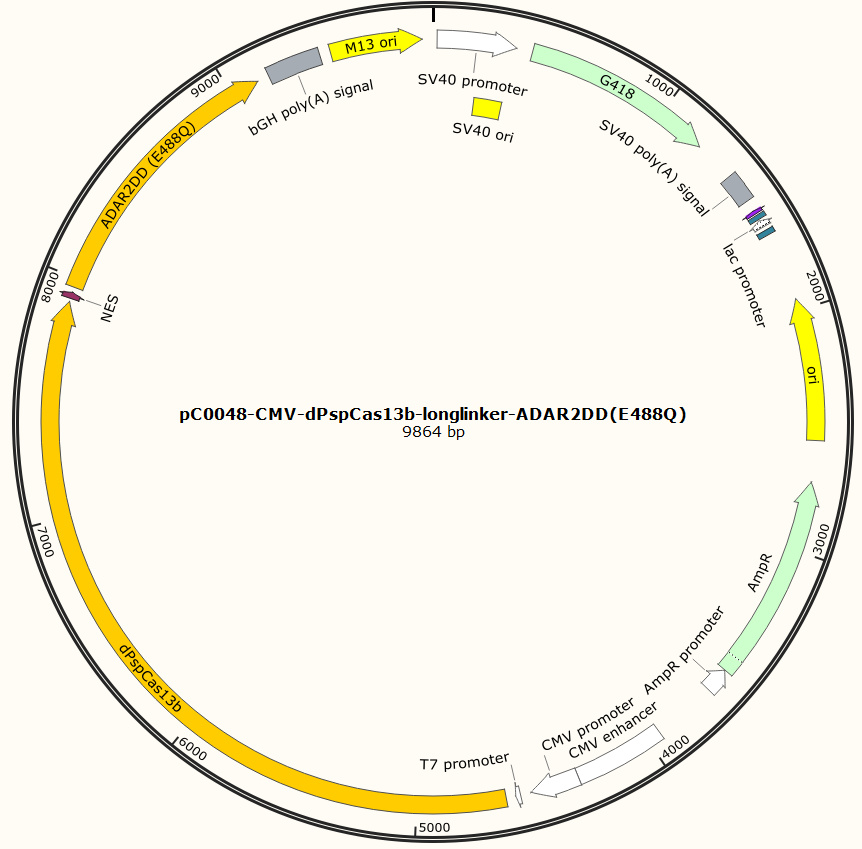 pC0048-CMV-dPspCas13b-longlinker-ADAR2DD(E488Q)