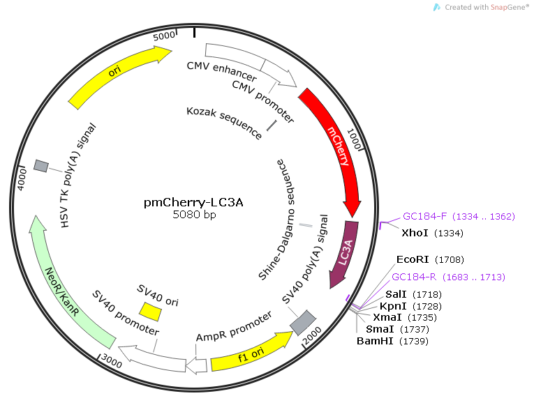 pmCherry-LC3a