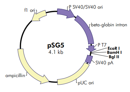 pSG5