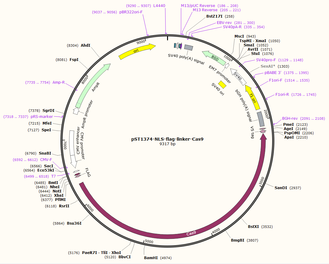 pST1374-NLS-flag-linker-Cas9