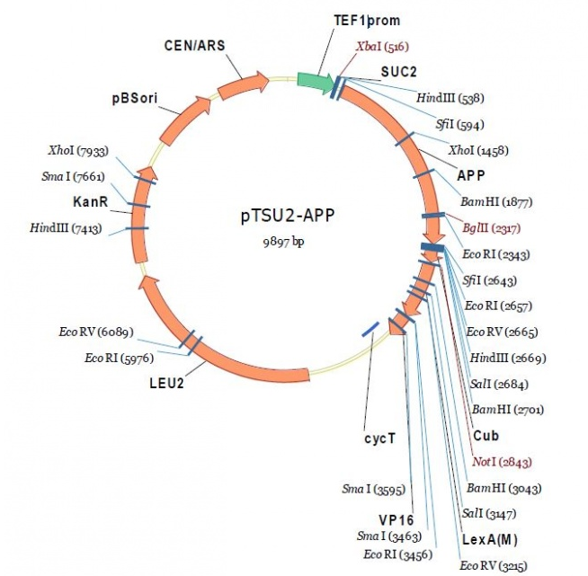 pTSU2-APP