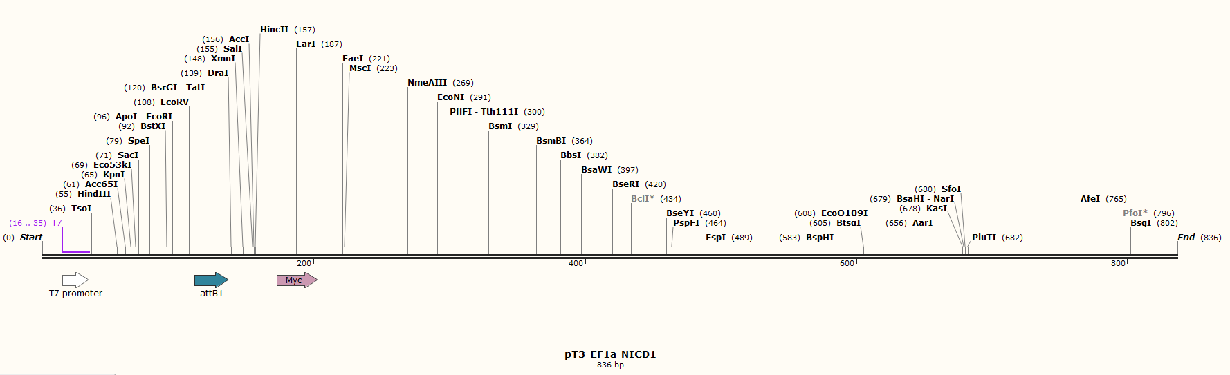 pT3-EF1a-NICD1-m