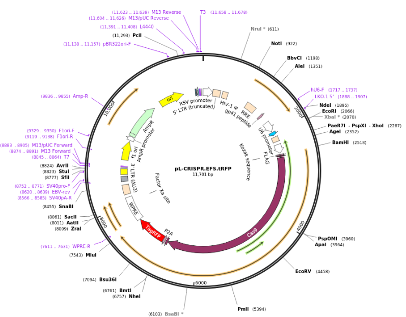 pL-CRISPR.EFS.tRFP