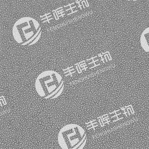 THP-1细胞（人单核细胞白血病细胞）