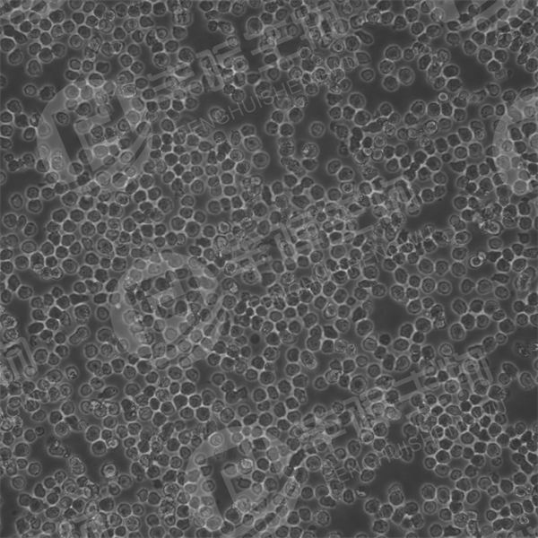 SUP-B15细胞（人Ph+急淋白血病细胞）