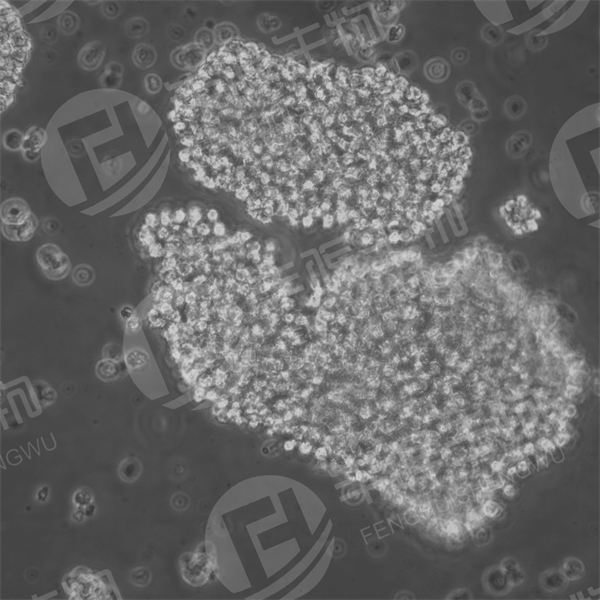 C8166-CD4细胞（人T淋巴细胞白血病细胞）