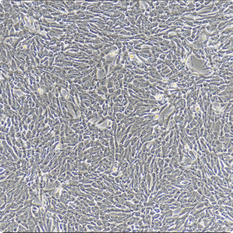PANC02-LUC小鼠胰腺癌细胞荧光素酶标记