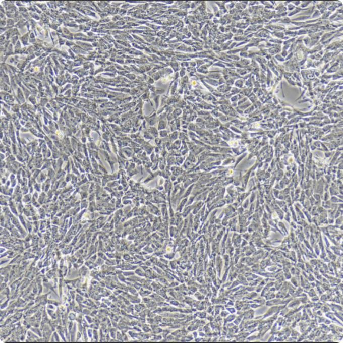 PANC02-LUC小鼠胰腺癌细胞荧光素酶标记