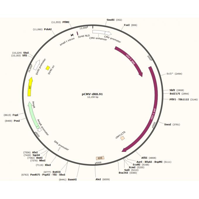 pCMV-dR8.91