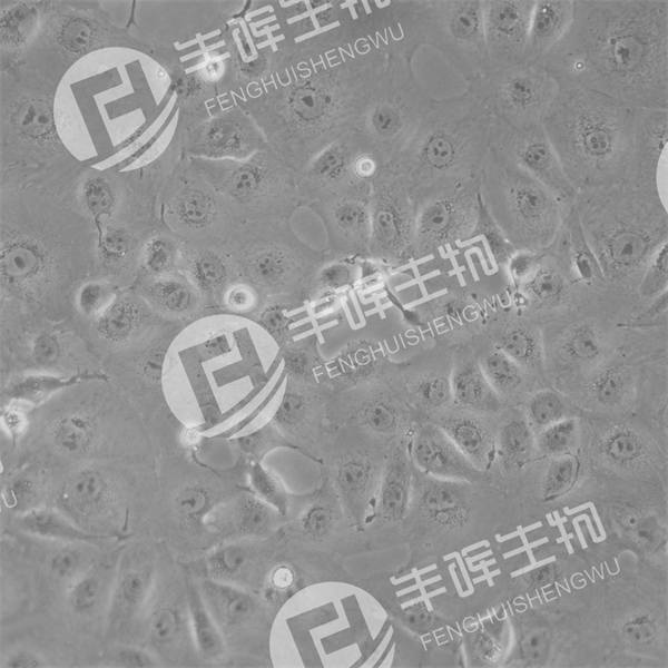 Marc-145细胞（绿猴肾细胞）