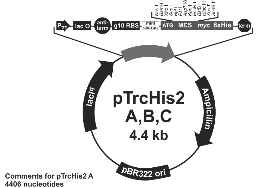pTrcHis2A大肠表达质粒