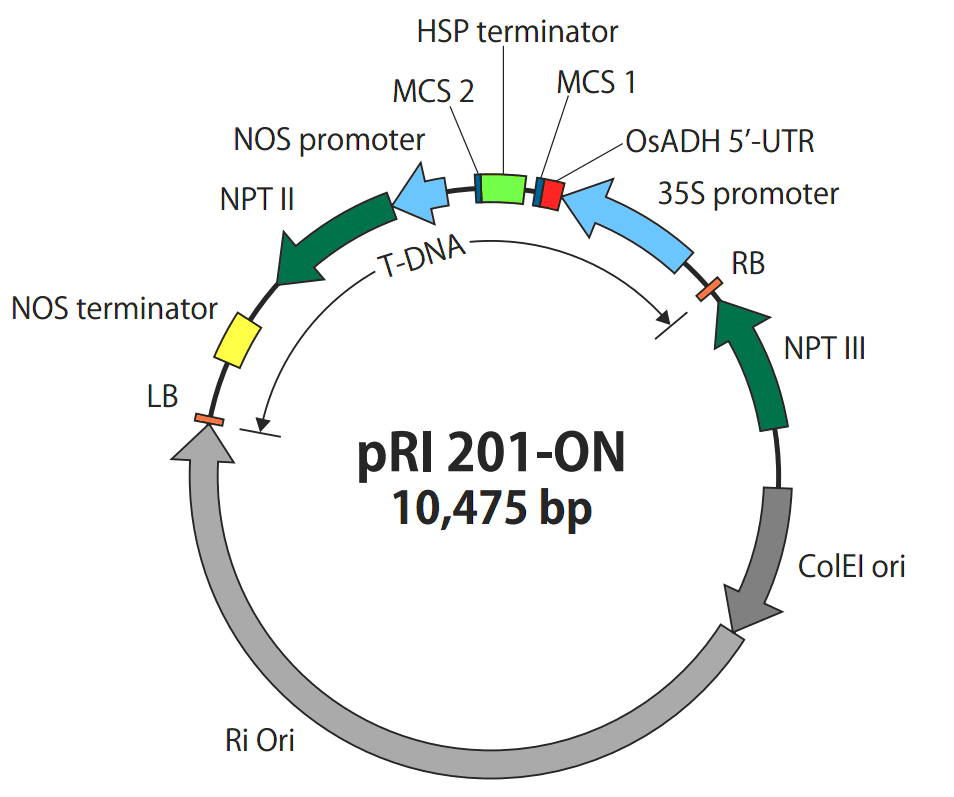 pRI201-ON单子叶植物发根双表达质粒