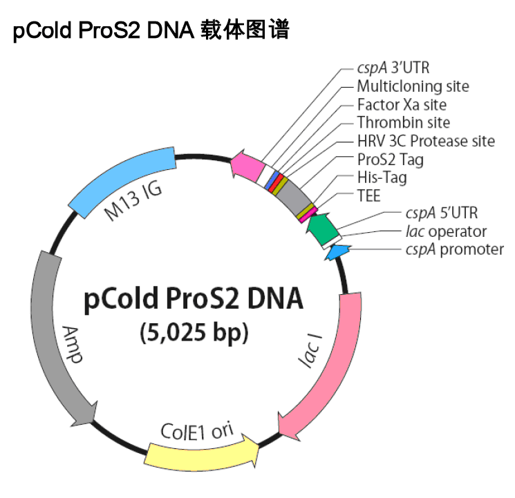 pCold-ProS2大肠低温表达质粒