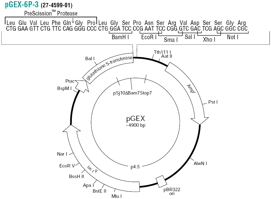 pGEX-6P-3大肠表达质粒