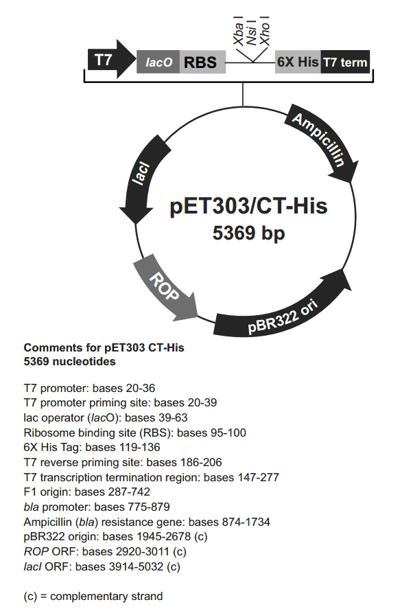 pET303/CT-His大肠表达质粒