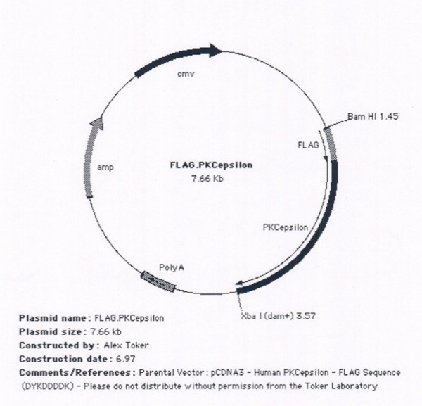 FLAG.PKCepsilon人源基因哺乳表达质粒