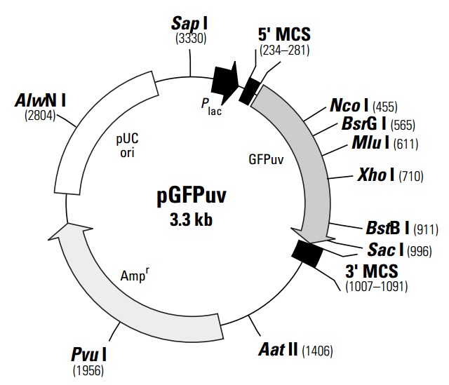 pGFPuv大肠绿色荧光表达质粒