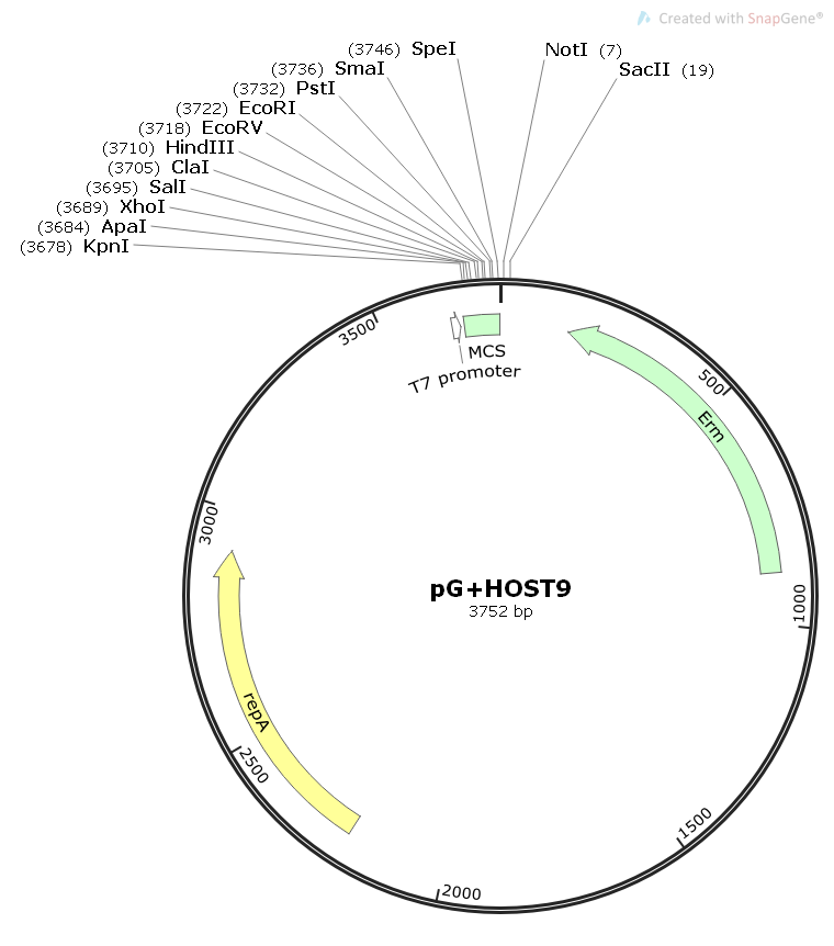 pG+HOST9