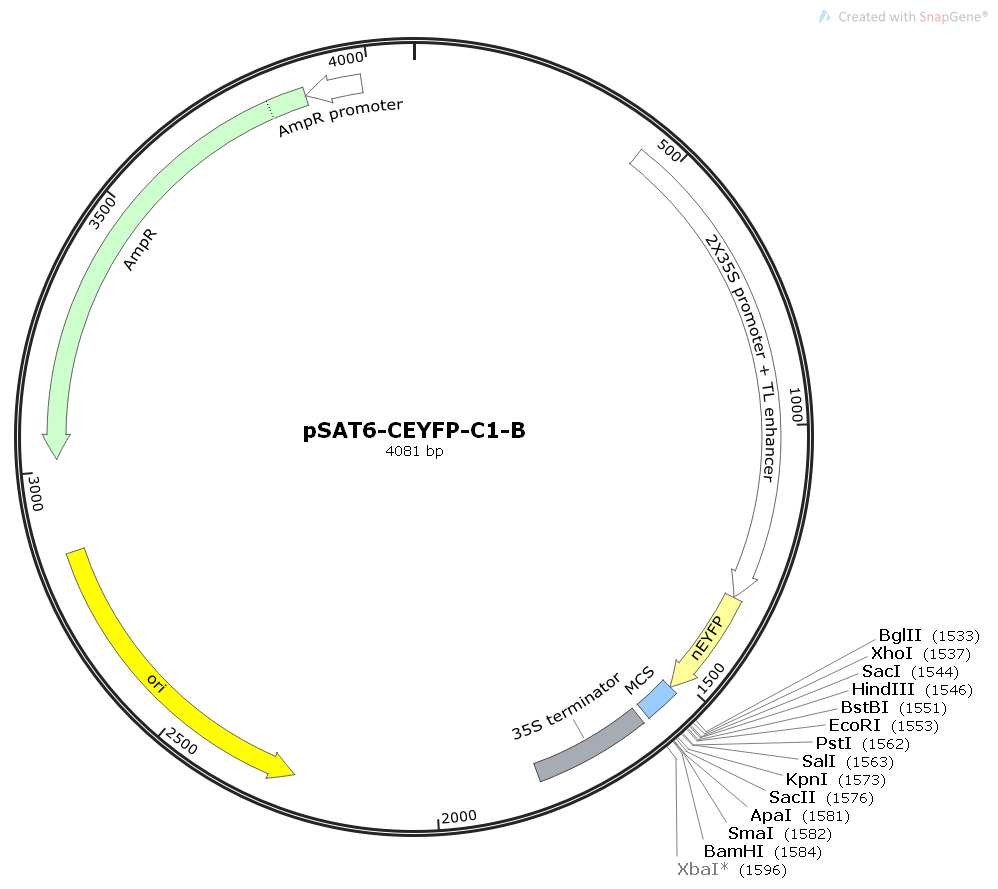 pSAT6-CEYFP-C1-B