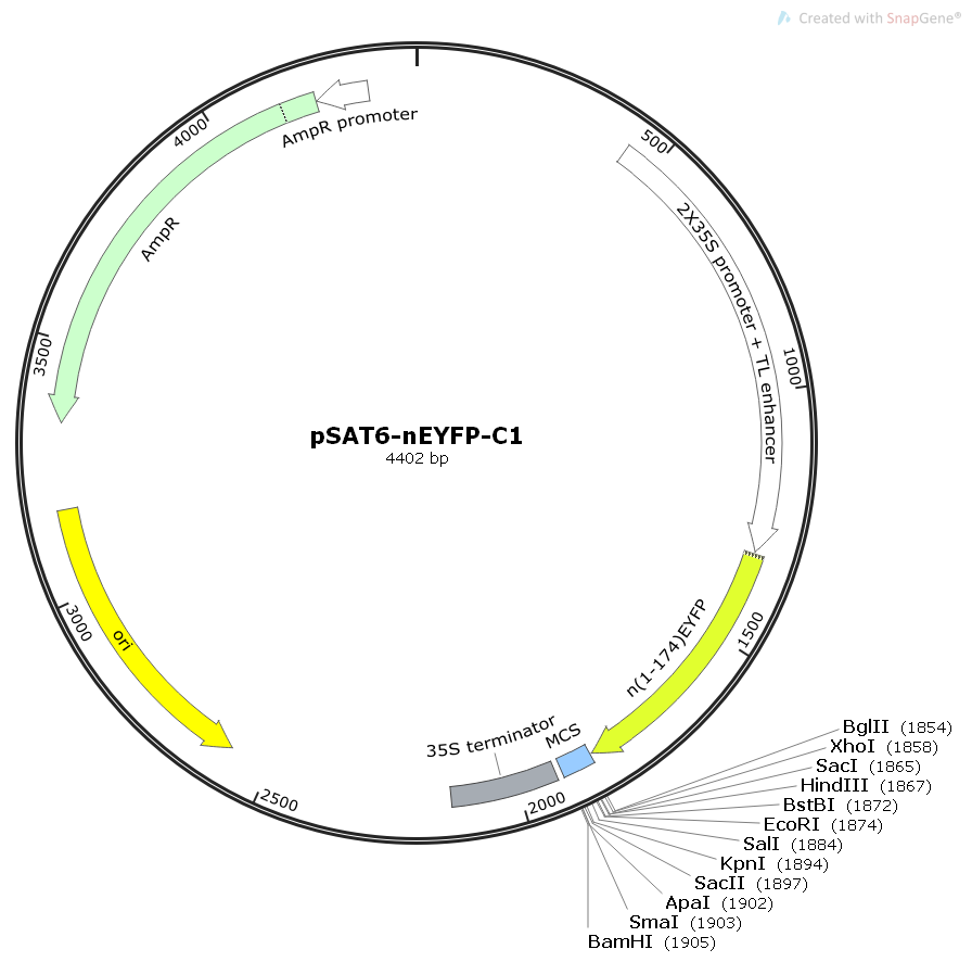 pSAT6-nEYFP-C1