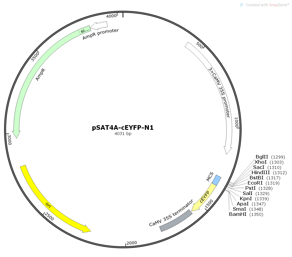 pSAT4A-cEYFP-N1