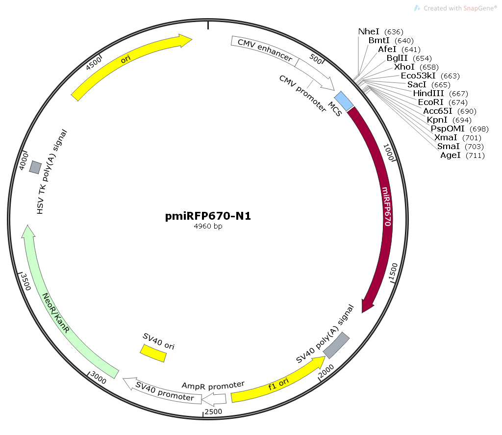 pmiRFP670-N1