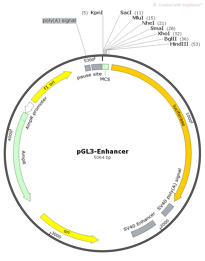 pGL3-Enhancer