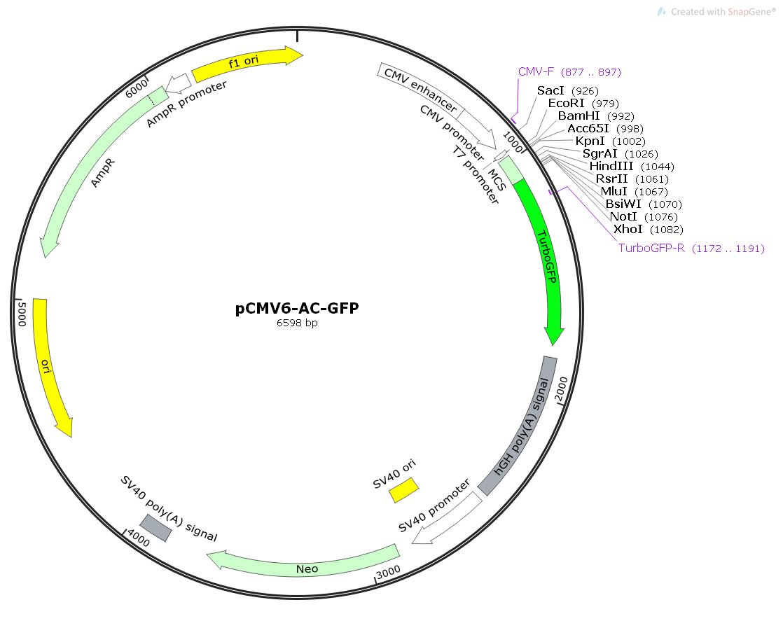 pCMV6-AC-GFP