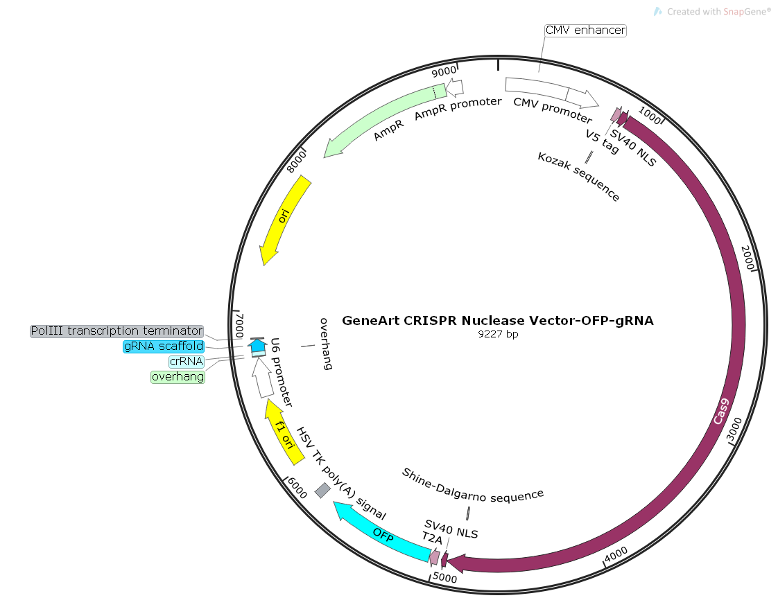 GeneArtCRISPRNucleaseVector-OFP-gRNA人源基因引导质粒