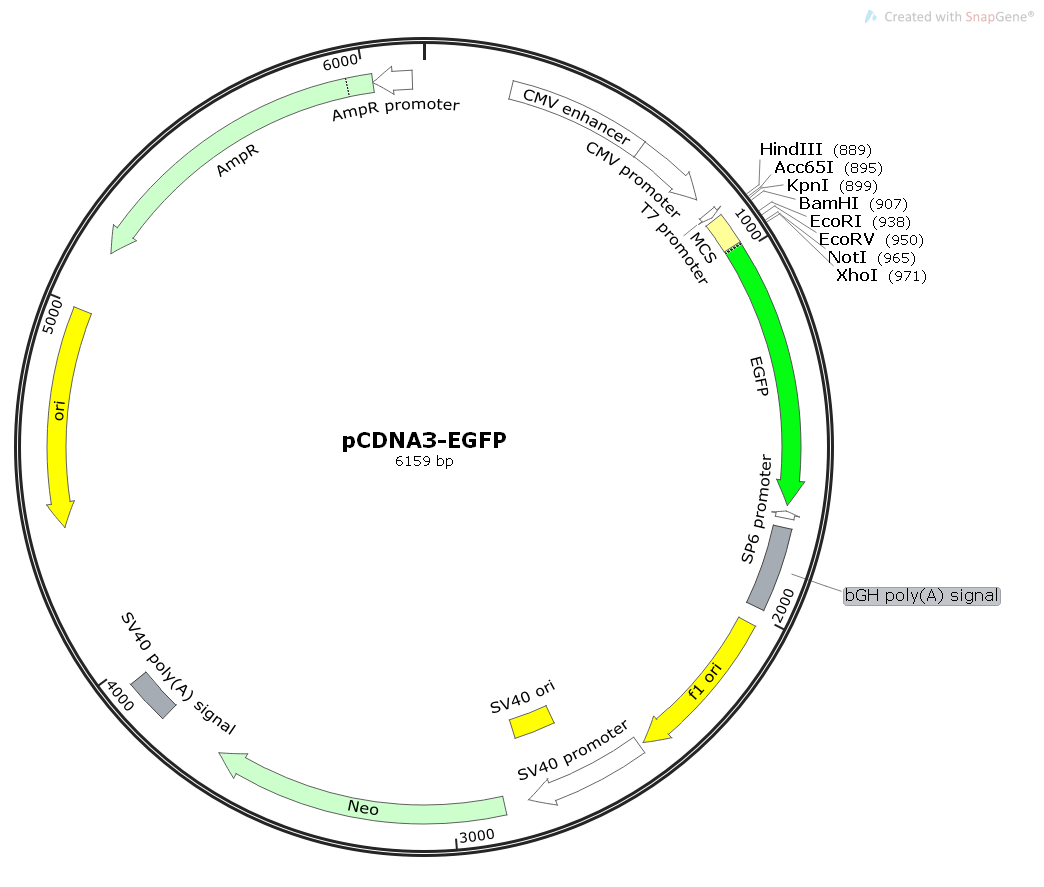 pCDNA3-EGFP