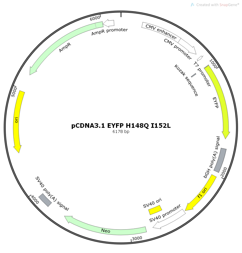 pCDNA3.1EYFPH148Q/I152L