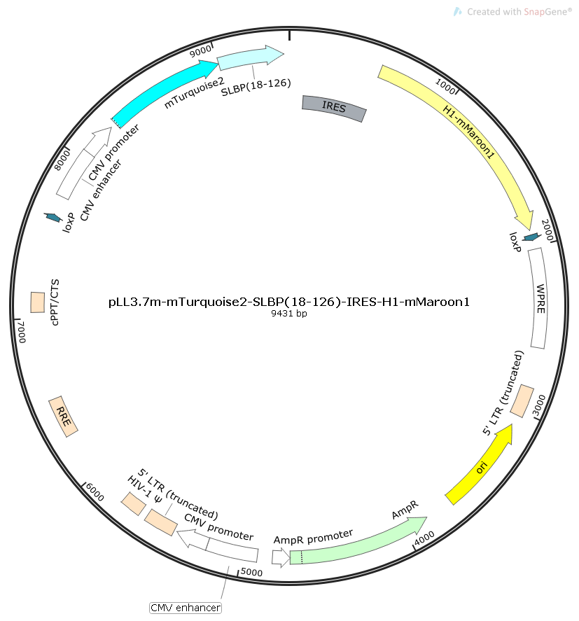 pLL3.7m-mTurquoise2-SLBP(18-126)-IRES-H1-mMaroon1质粒