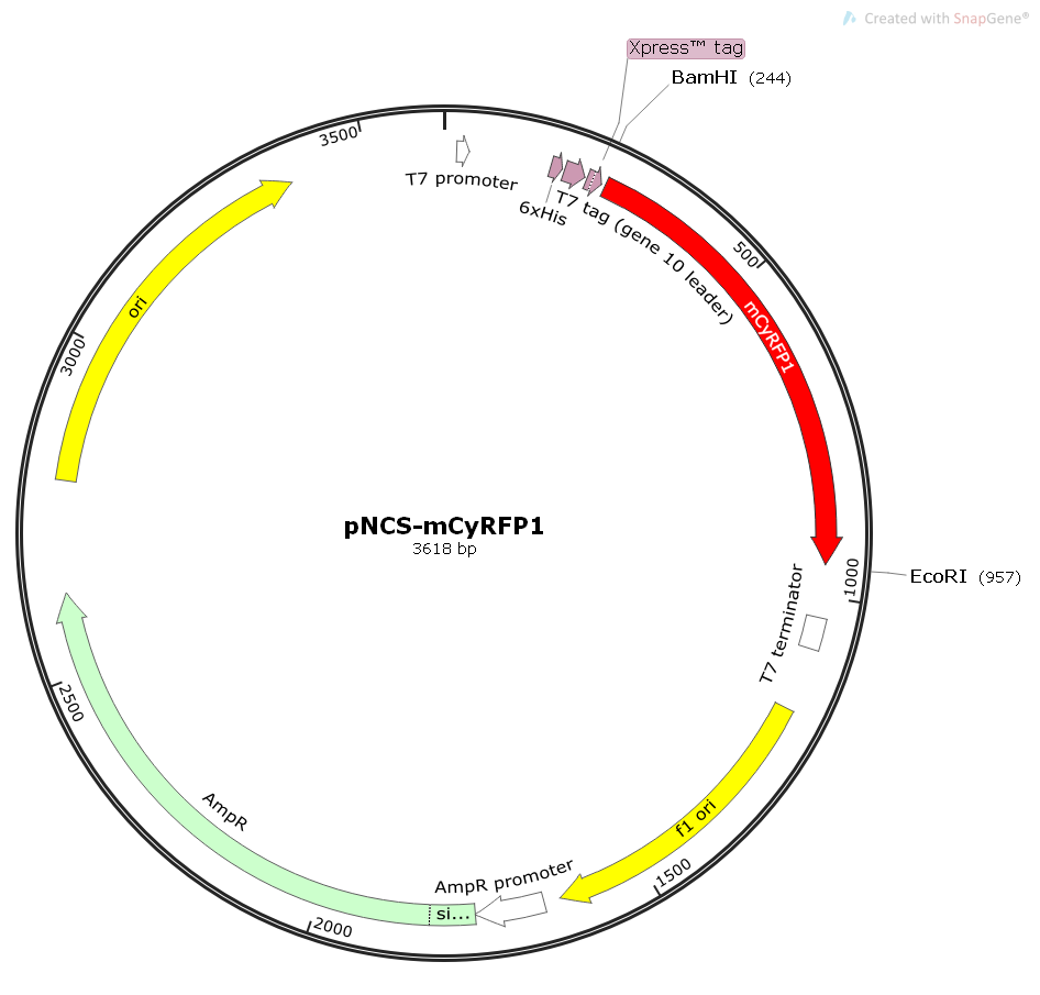 pNCS-mCyRFP1大肠红色荧光表达质粒