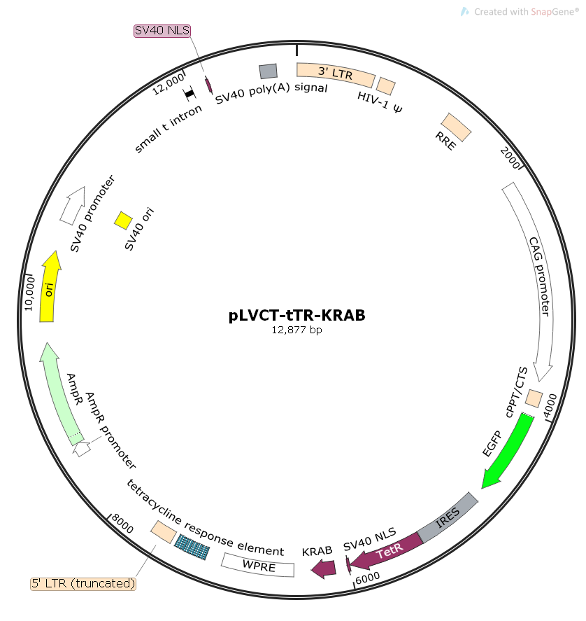 pLVCT-tTR-KRAB