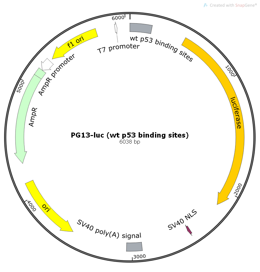 PG13-luc(wtp53bindingsites)