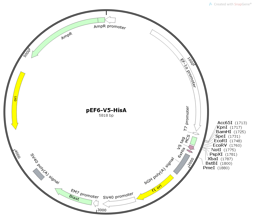 pEF6-V5-HisA