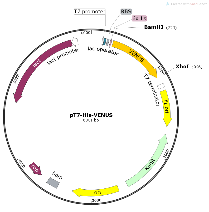 pT7-His-VENUS大肠黄色荧光表达质粒
