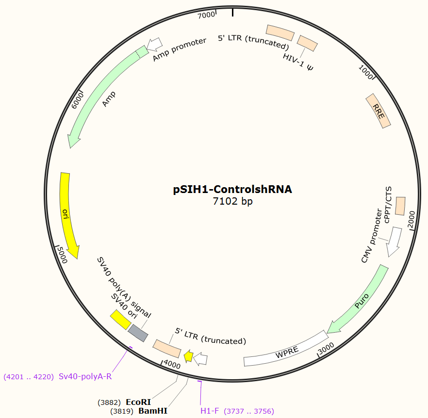 pSIH1-ControlshRNA