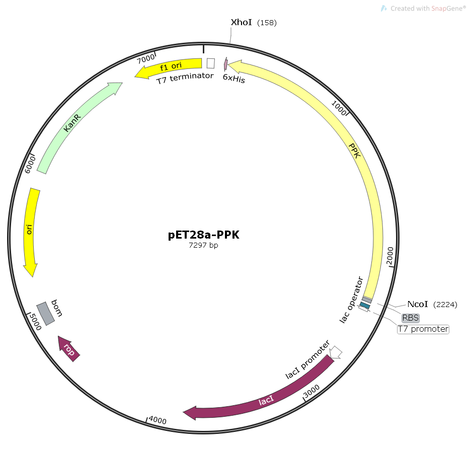 pET28a-PPK大肠基因原核表达质粒