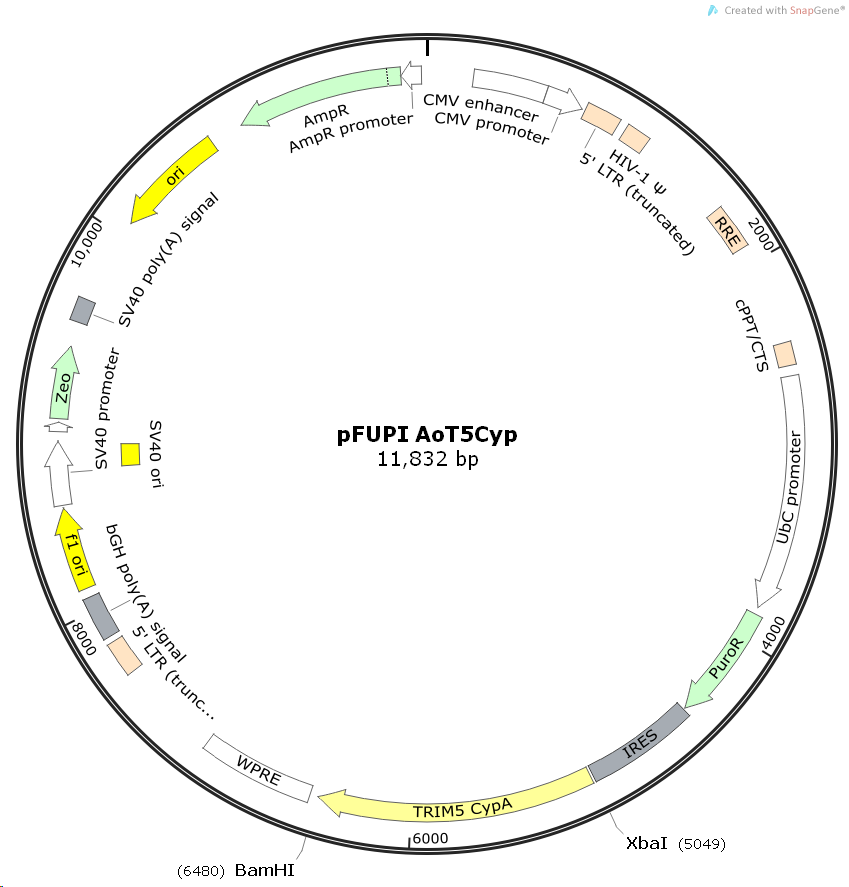 pFUPIAoT5Cyp猫头鹰猴基因质粒